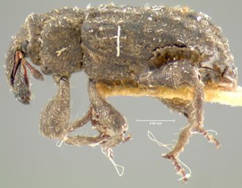 Media type: image;   Entomology 5303 Aspect: habitus lateral view